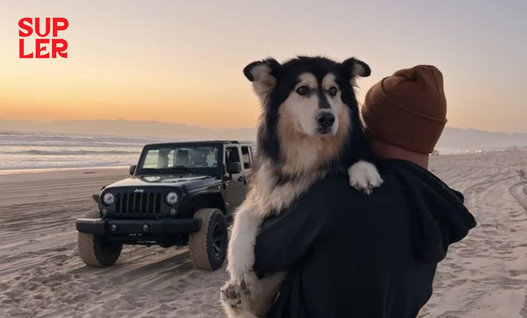 Jeep Beach Dog Sunset T-Shirt: The Perfect Blend of Style and Passion